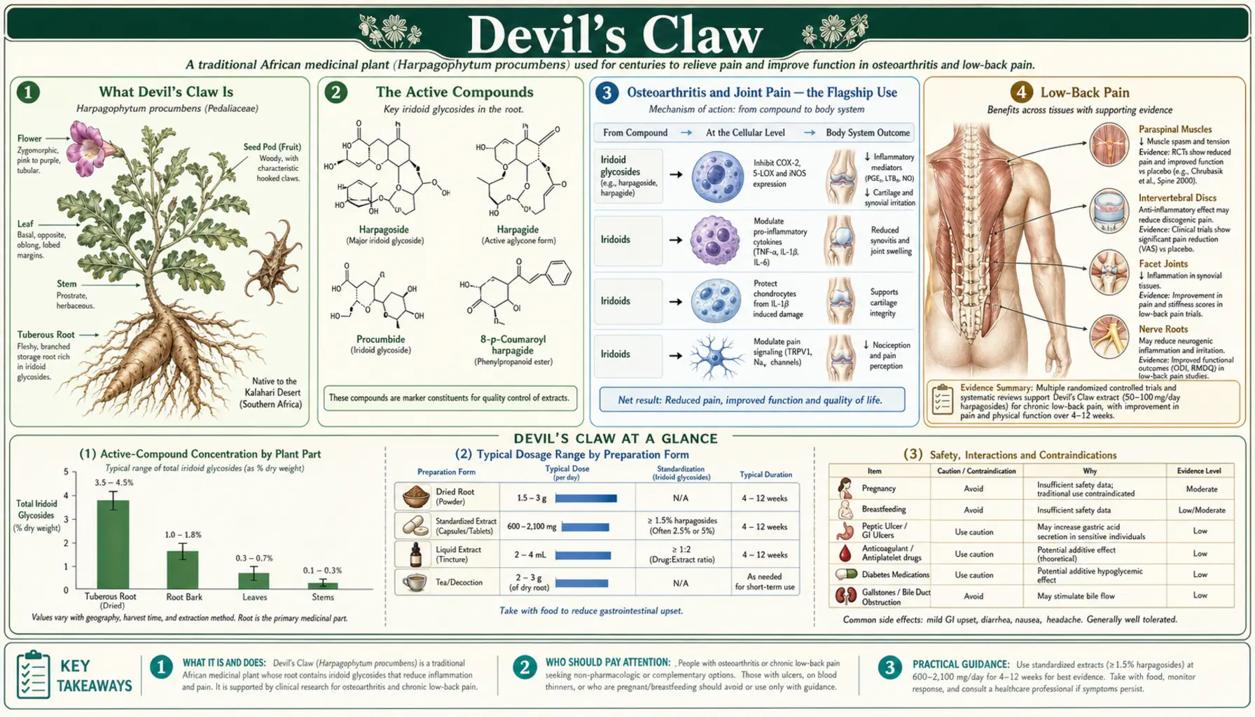 Devils Claw — scientific infographic poster