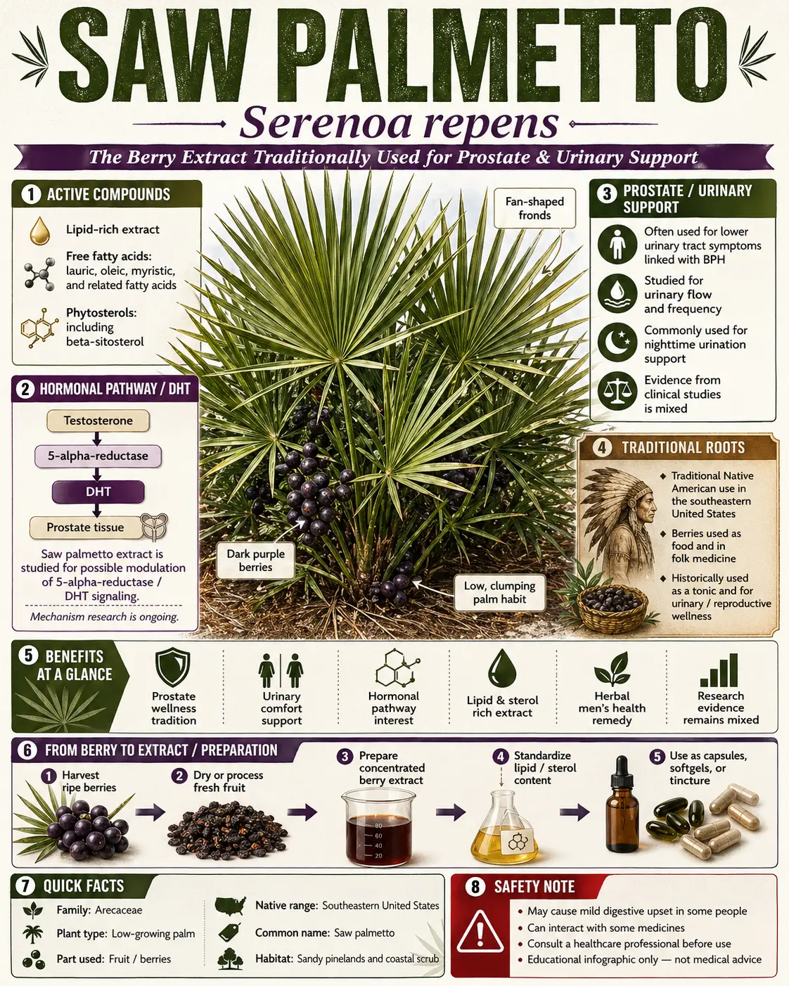 Saw Palmetto (Serenoa repens)