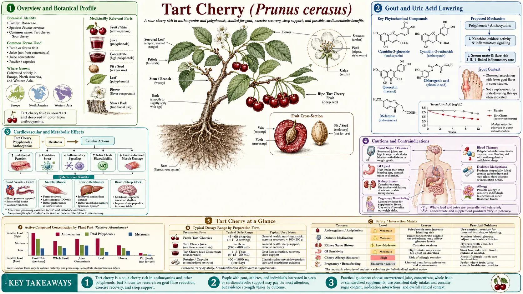 Tart Cherry — scientific infographic poster