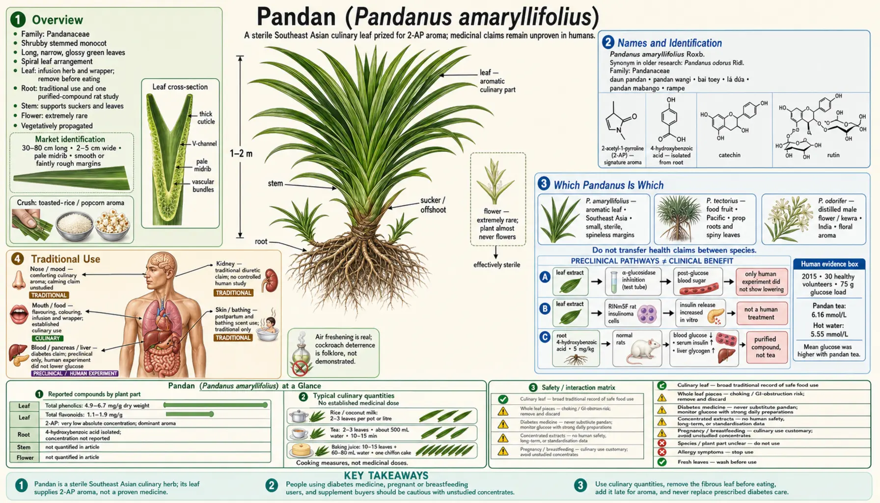 Pandan — scientific infographic poster