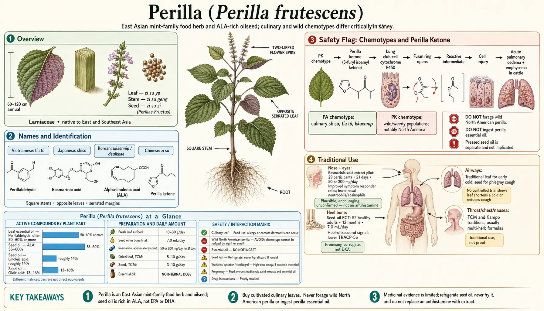 Perilla — scientific infographic poster