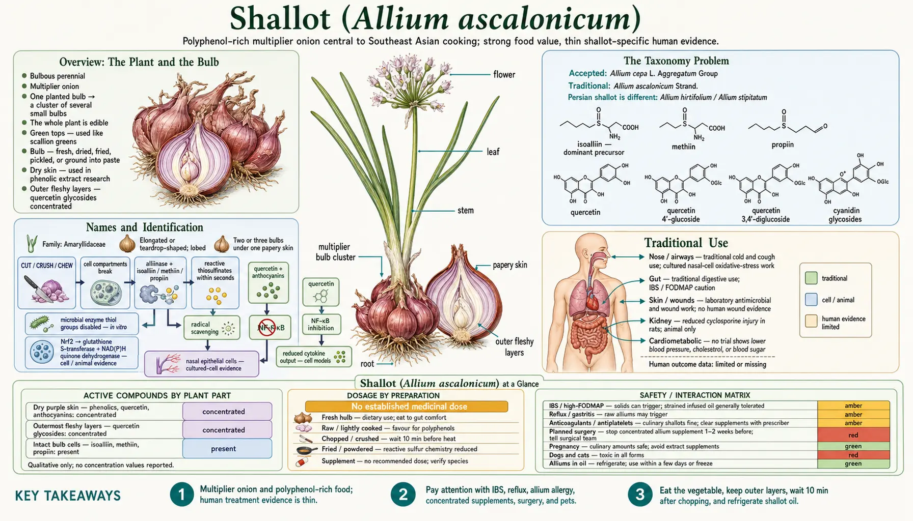 Shallot — scientific infographic poster