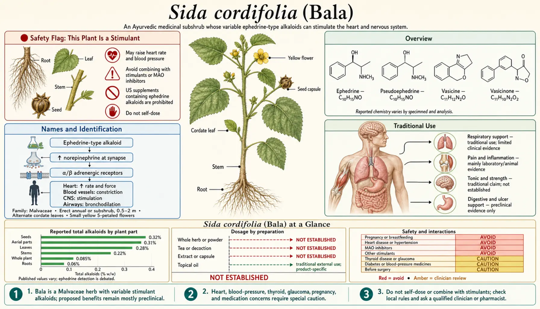 Sida Cordifolia — scientific infographic poster
