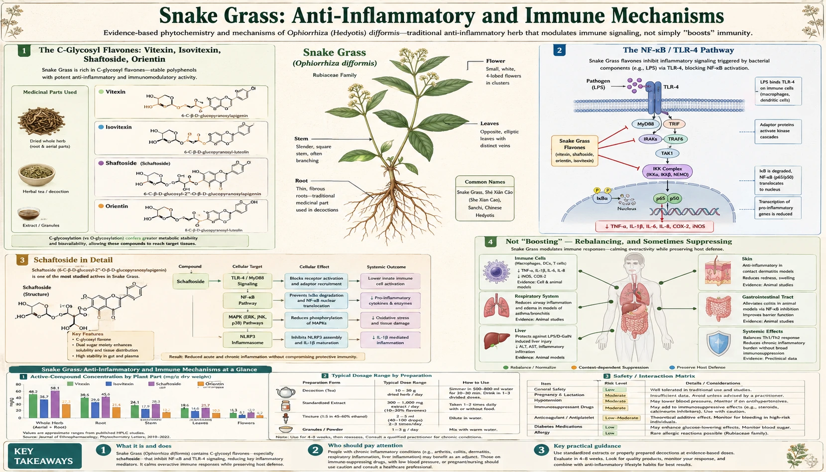 Anti Inflammatory and Immune Mechanisms — scientific infographic poster