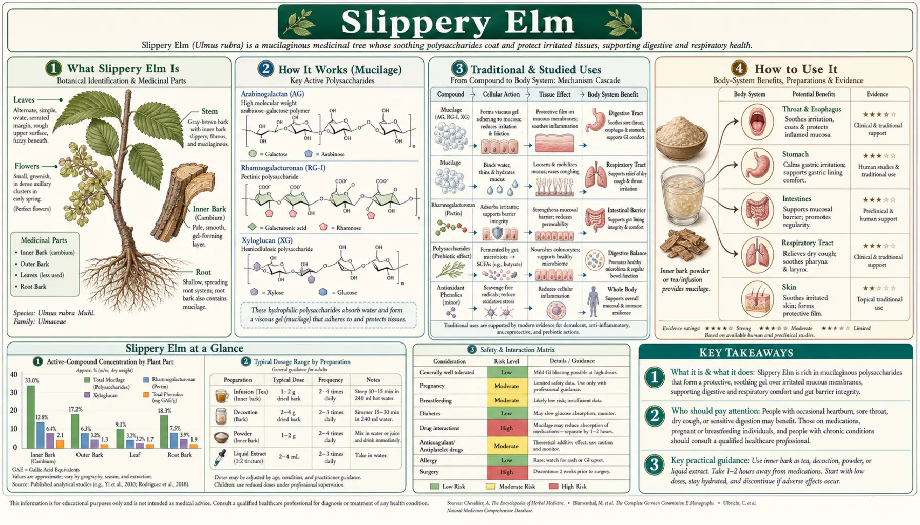 Slippery Elm — scientific infographic poster