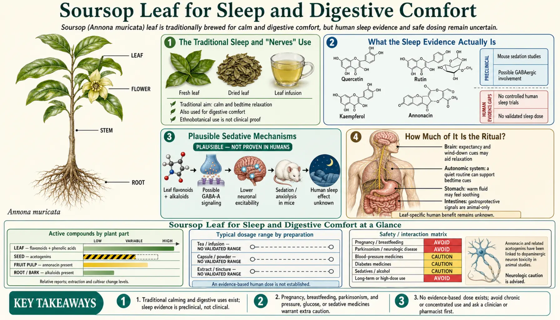Sleep and Digestive Uses — scientific infographic poster