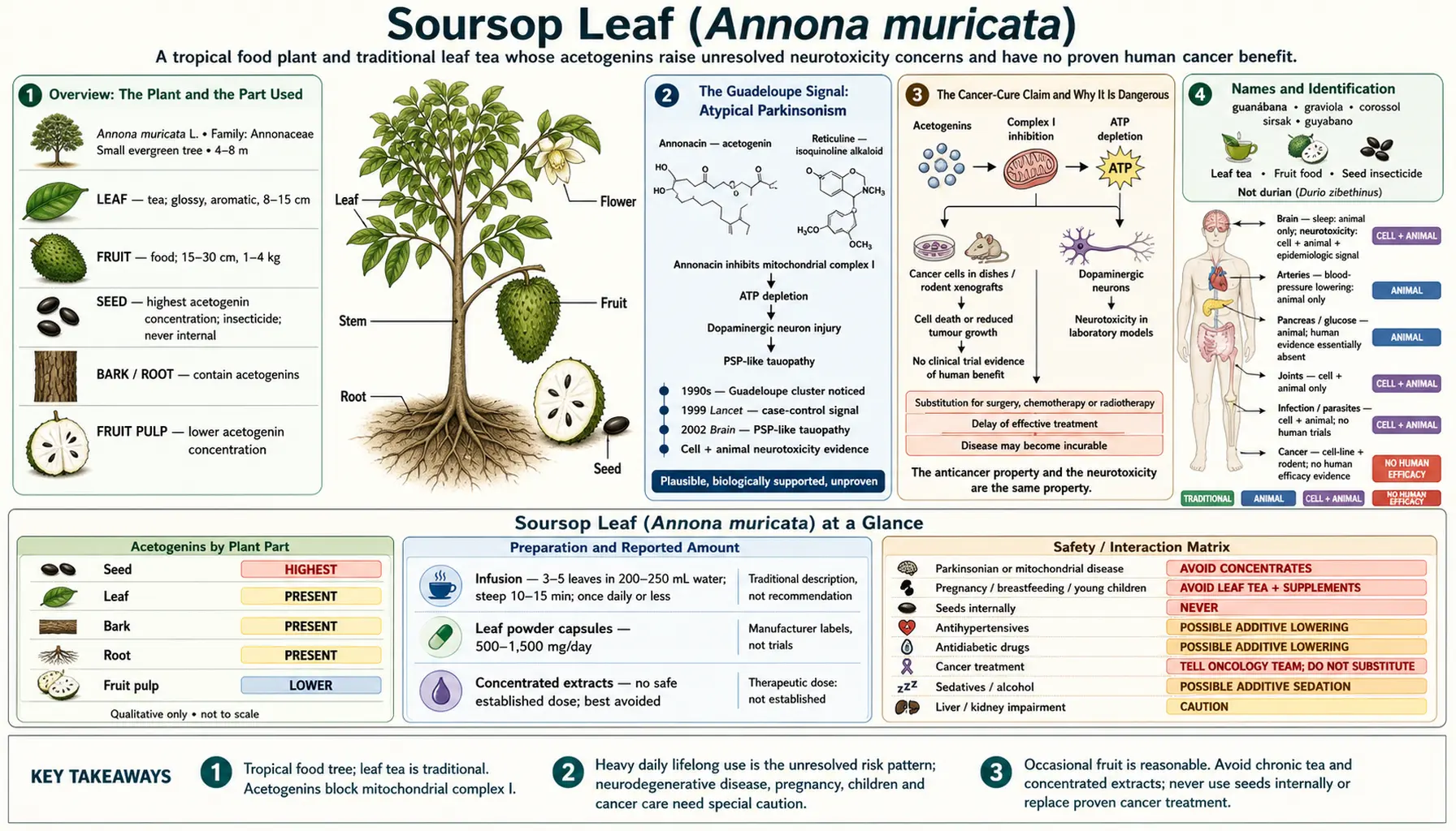 Soursop Leaf — scientific infographic poster
