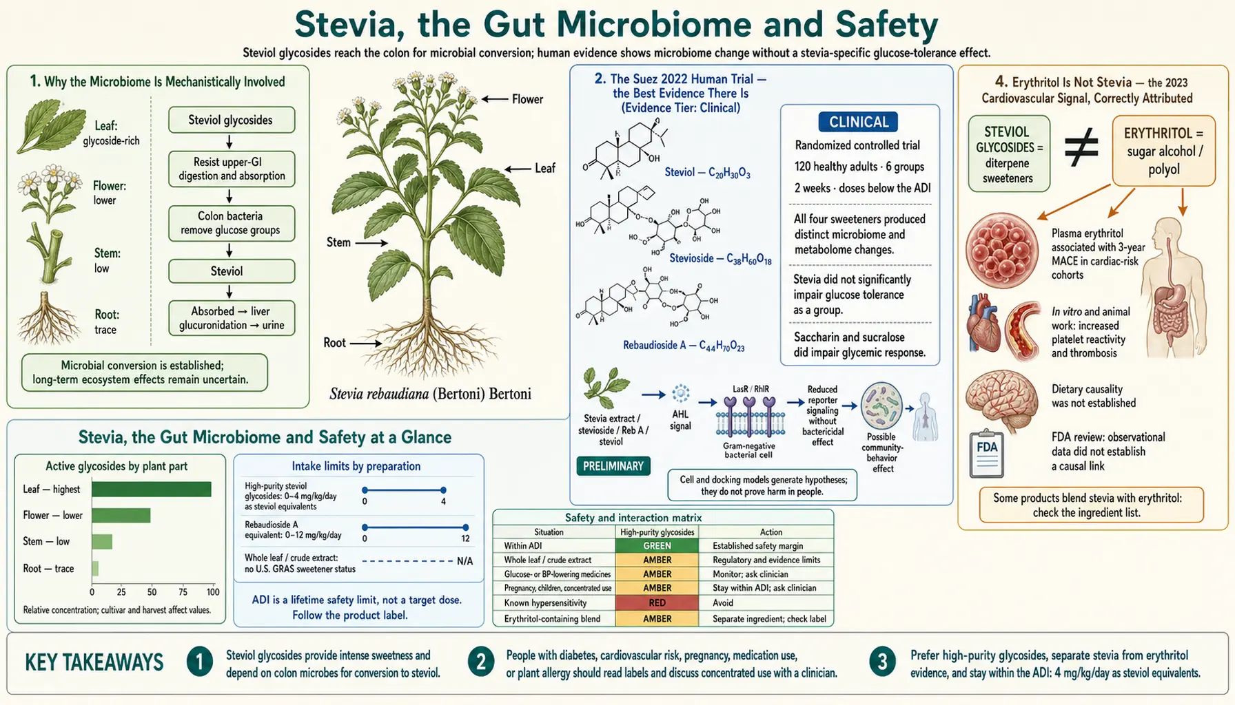 Gut Microbiome and Safety — scientific infographic poster