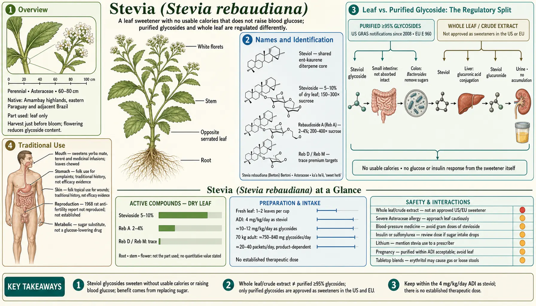 Stevia — scientific infographic poster