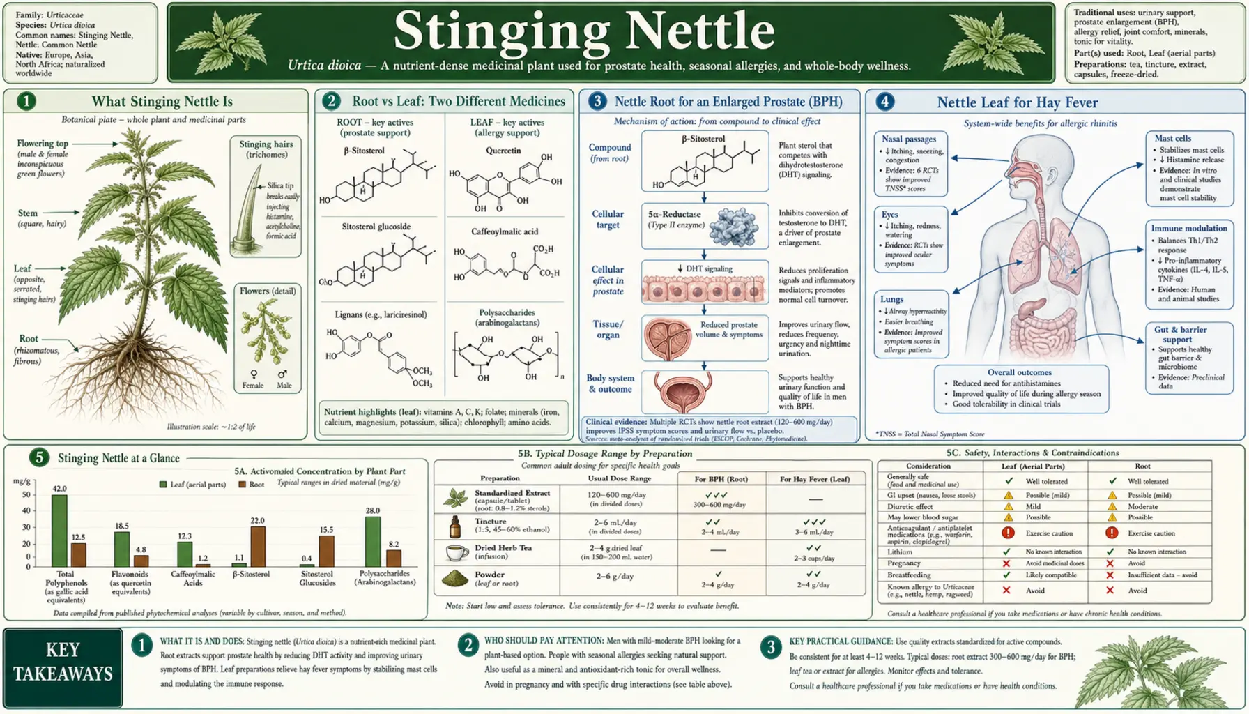 Stinging Nettle — scientific infographic poster