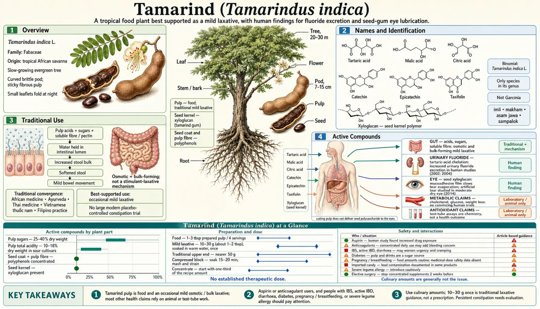 Tamarind — scientific infographic poster