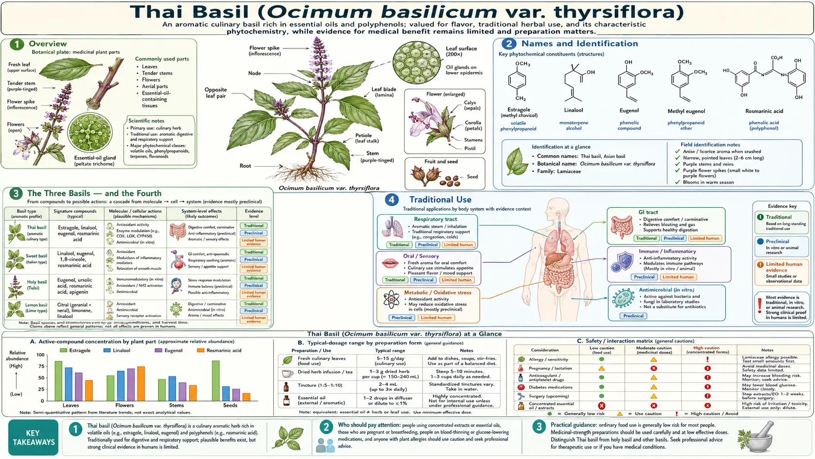 Thai Basil — scientific infographic poster