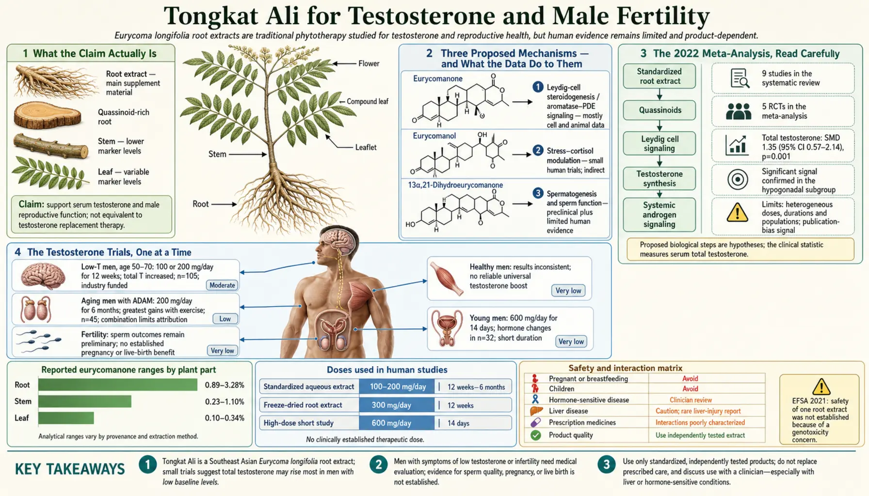 Testosterone and Male Fertility — scientific infographic poster