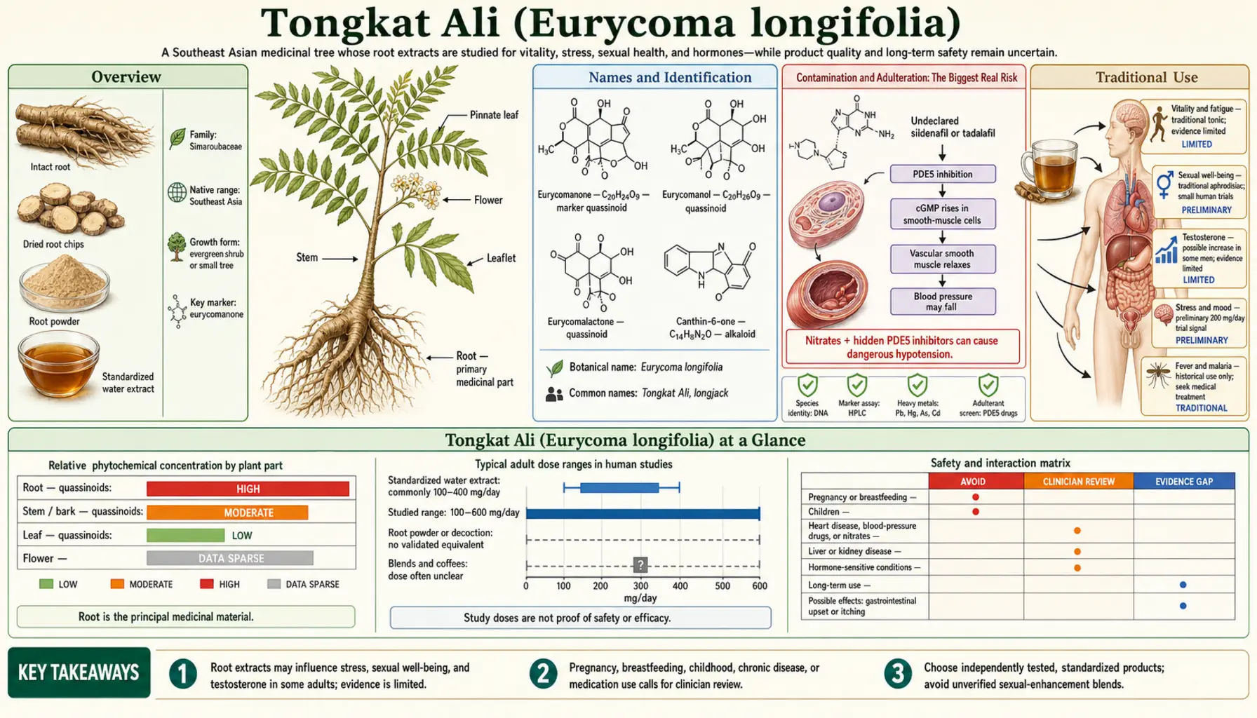 Tongkat Ali — scientific infographic poster