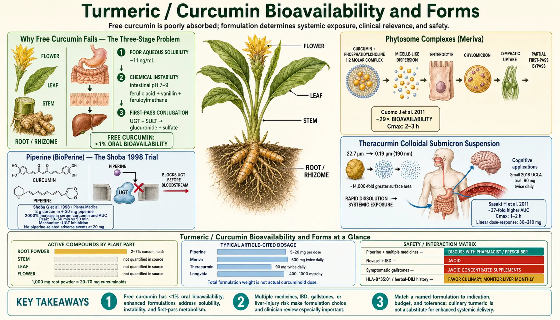 Bioavailability and Forms — scientific infographic poster