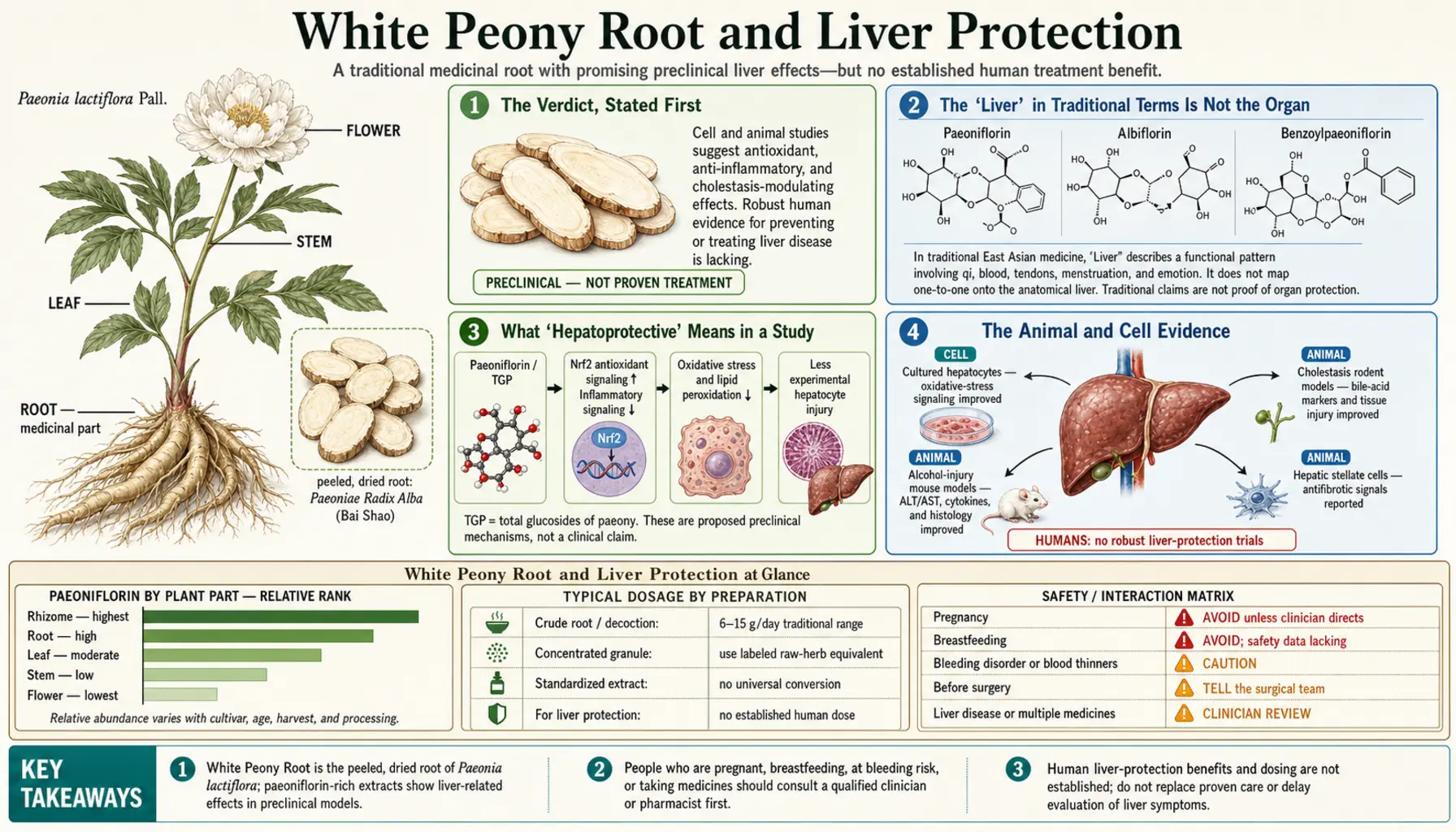 Liver Protection — scientific infographic poster