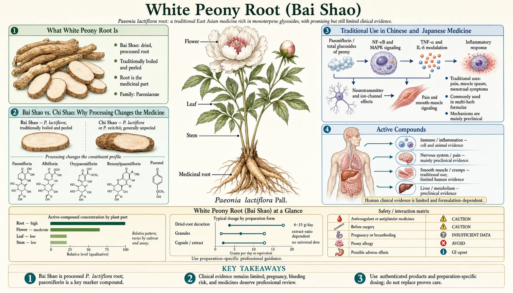 White Peony — scientific infographic poster