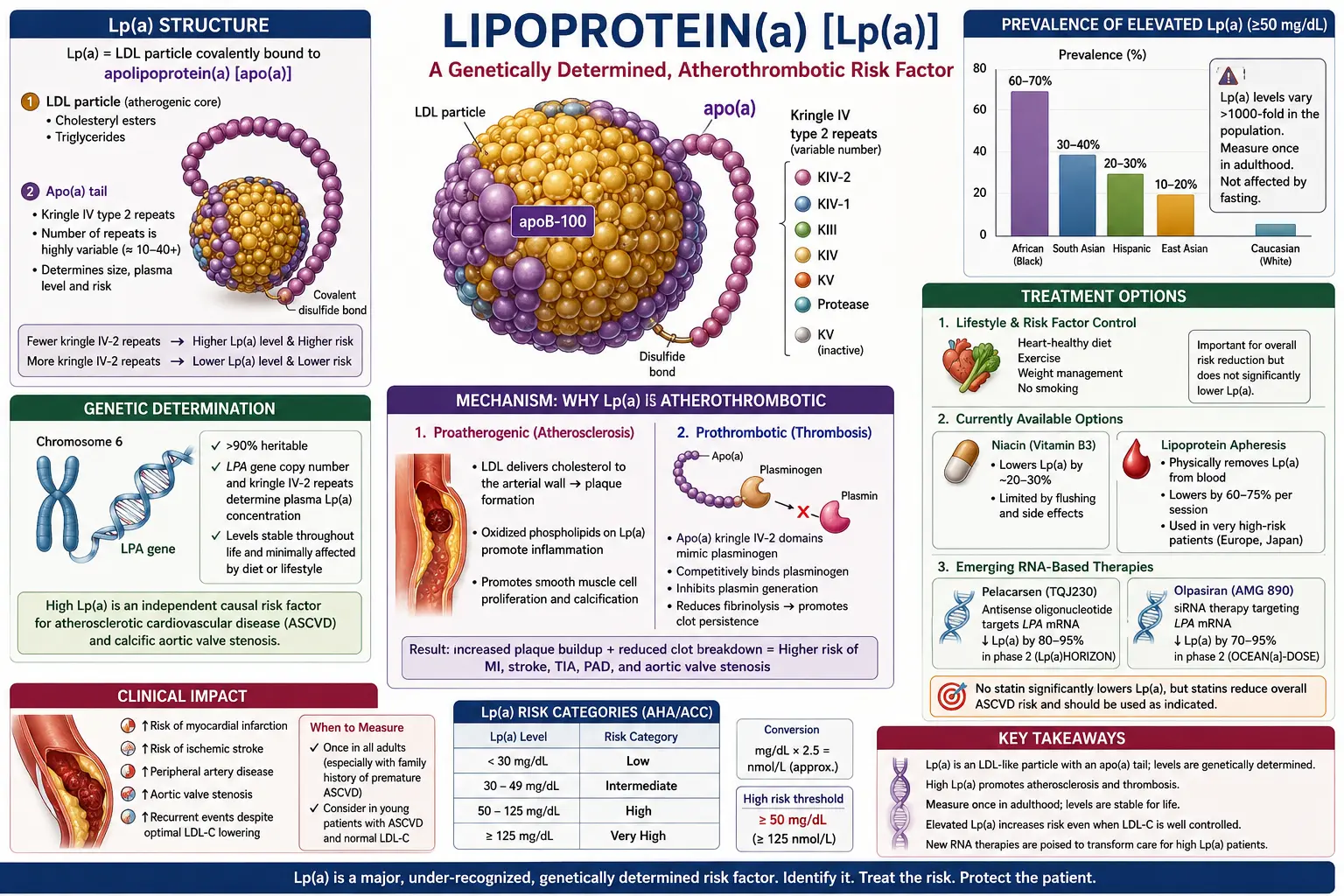 Lipoprotein(a) structure and genetic determination