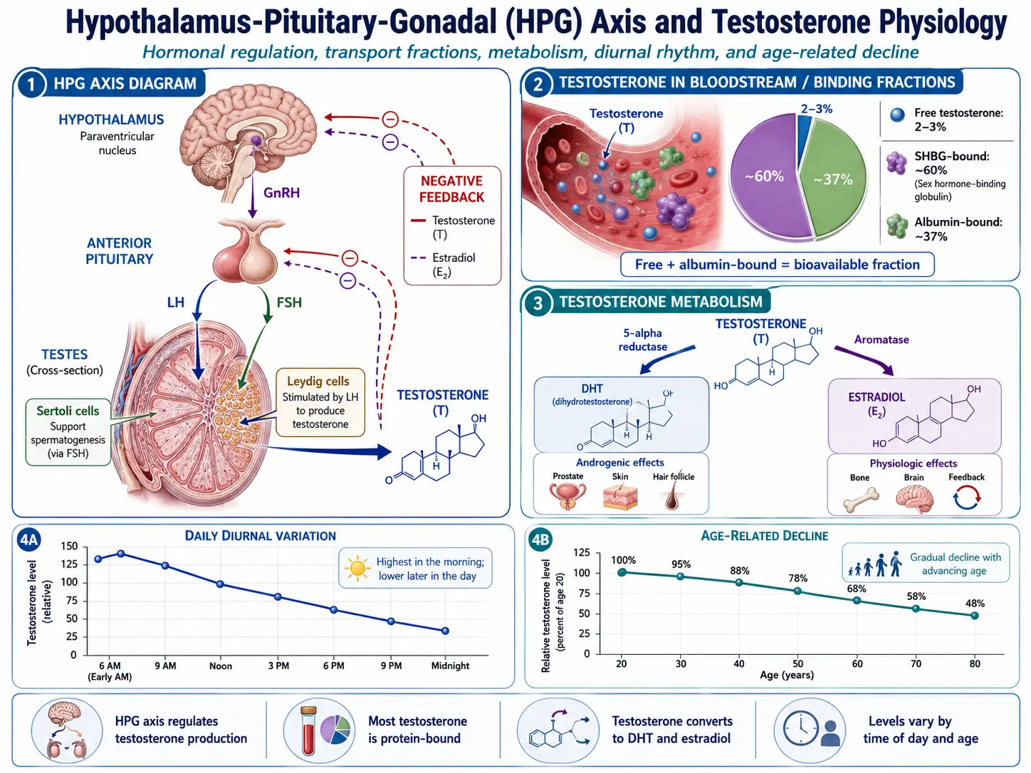 Testosterone HPG axis and feedback regulation