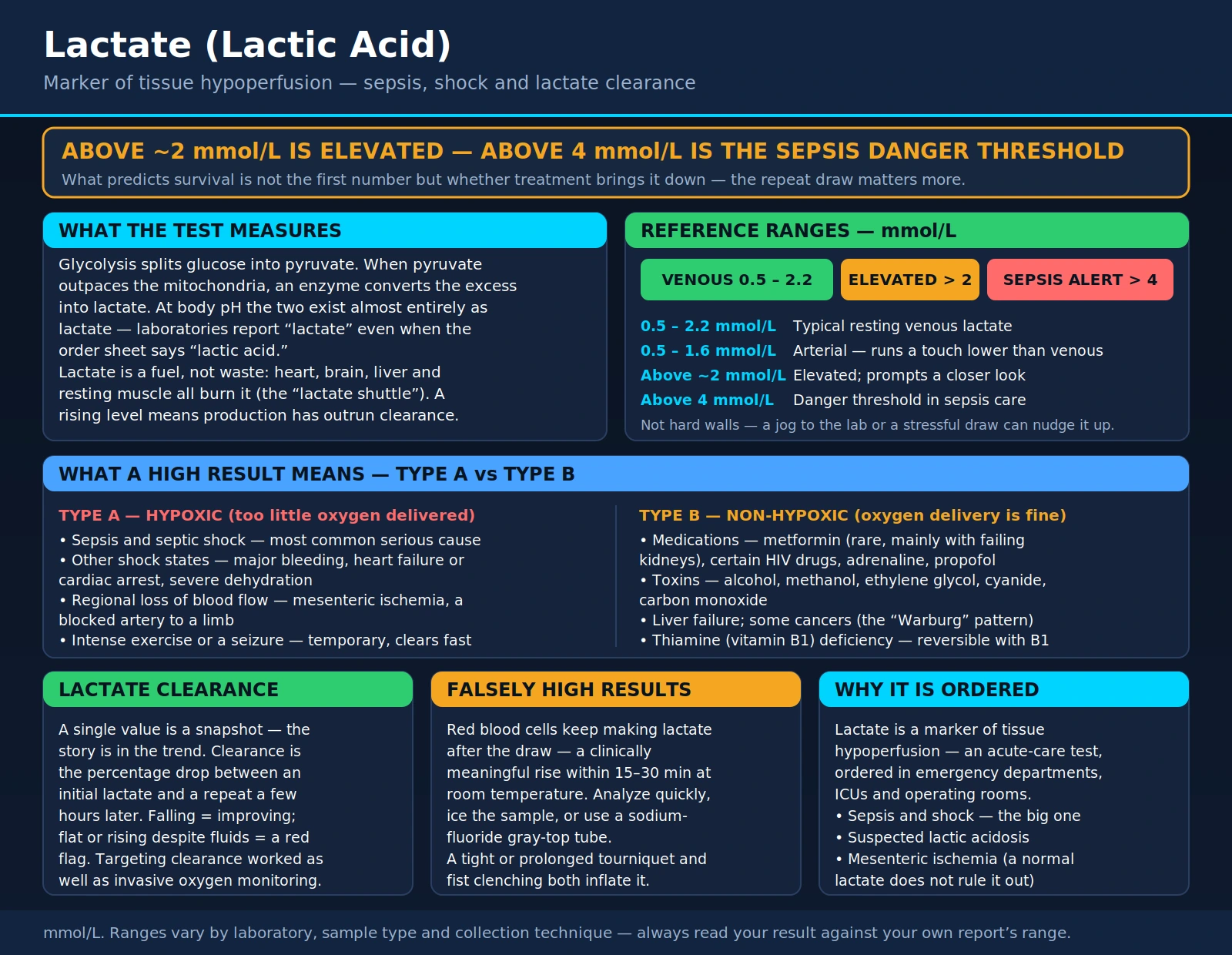 Lactate — scientific infographic poster