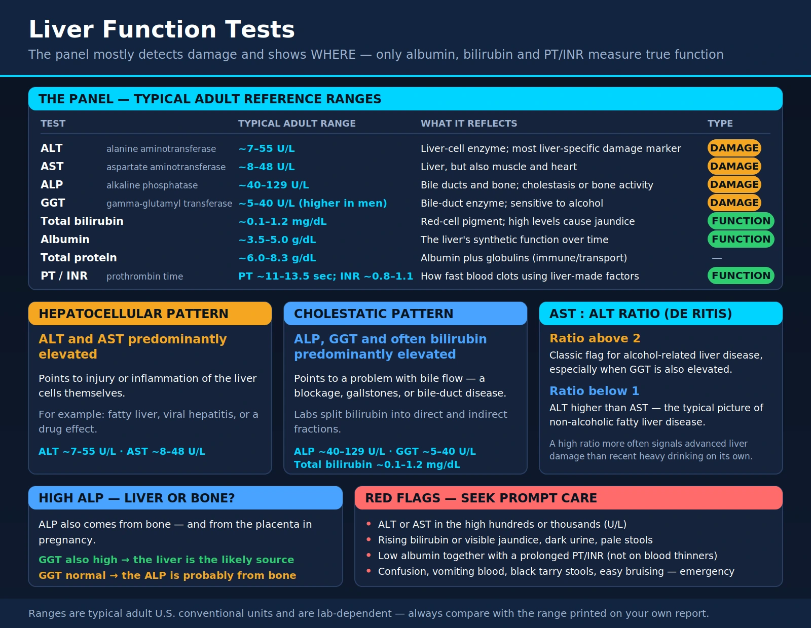 Liver Function Tests — scientific infographic poster