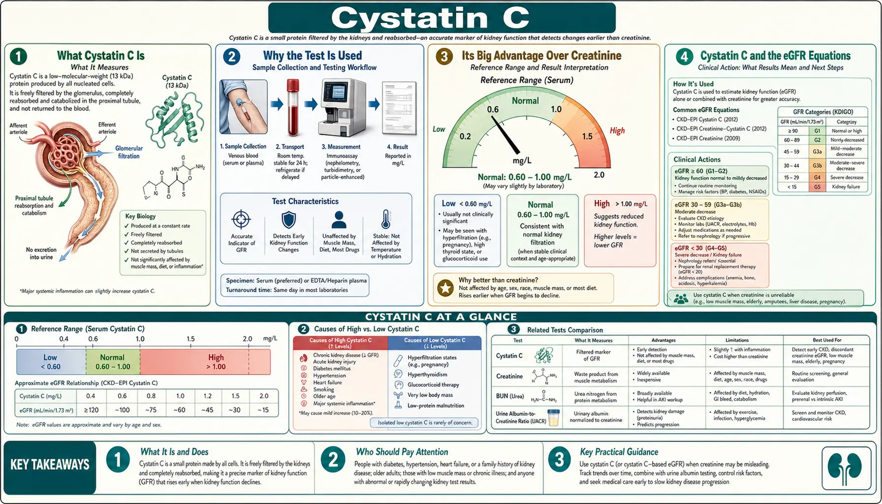 Cystatin C — scientific infographic poster