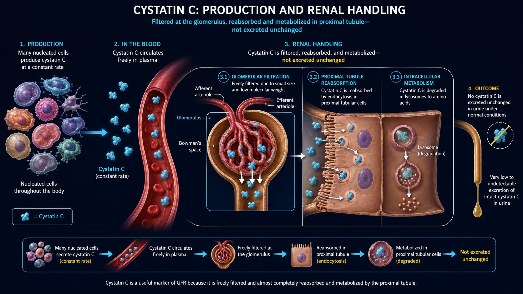 Cystatin C: every nucleated cell secreting at constant rate, glomerular filtration