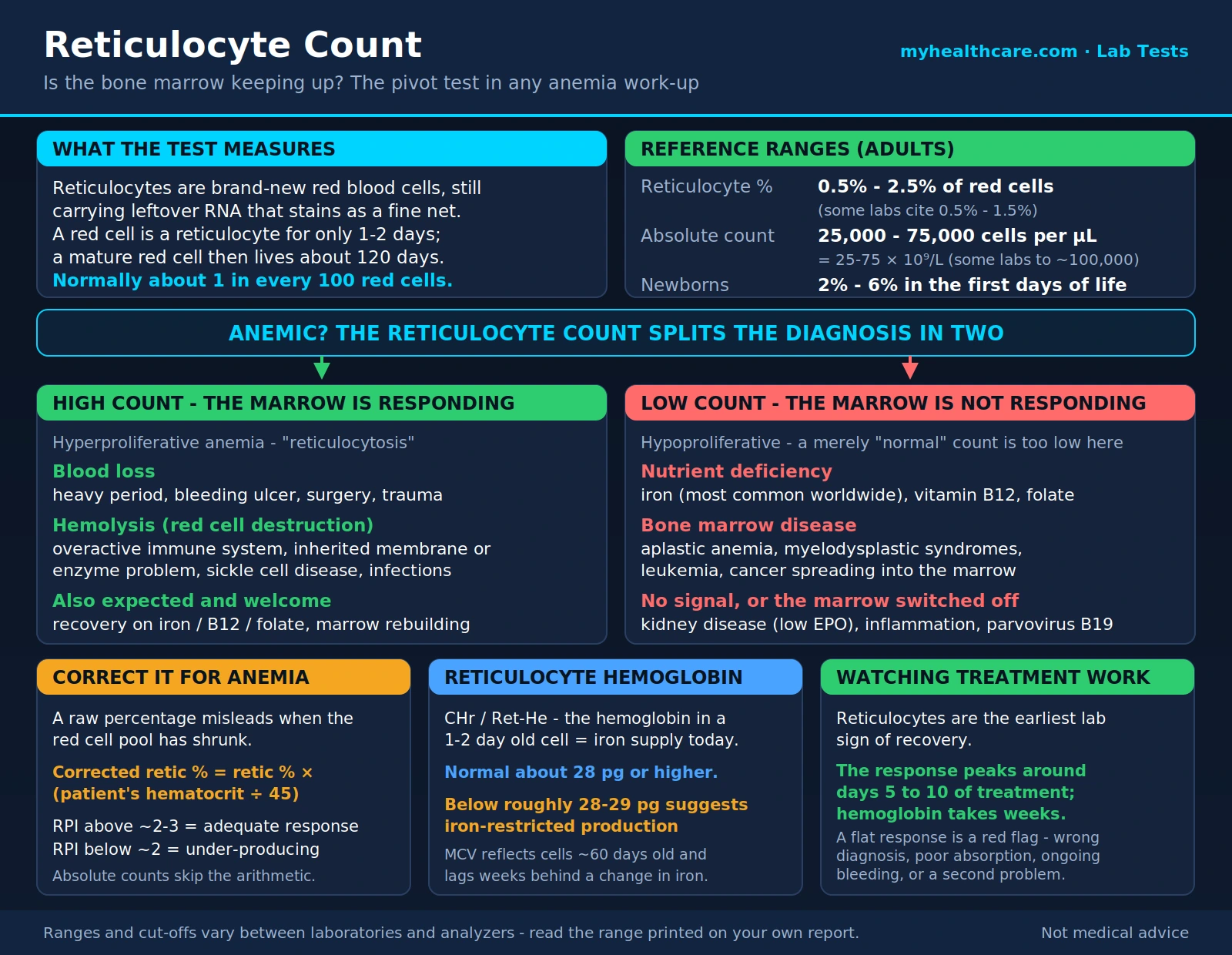Reticulocyte Count — scientific infographic poster