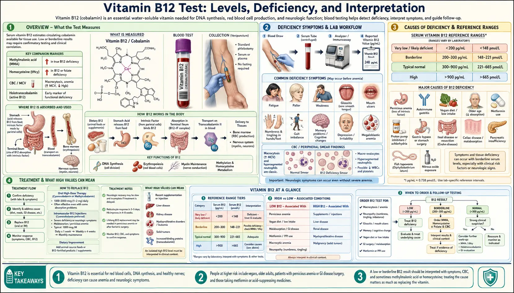 Vitamin B12 — scientific infographic poster