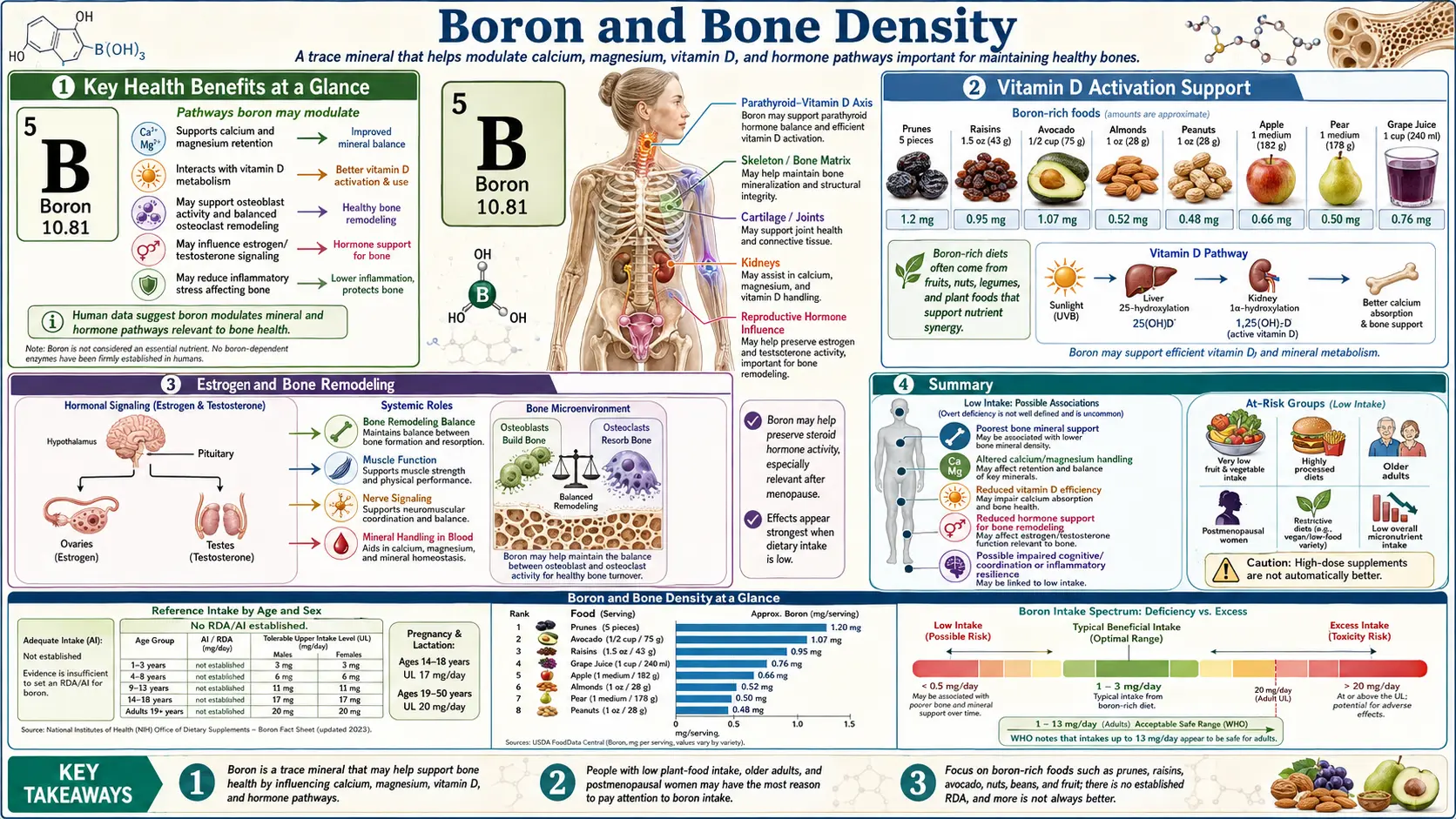 Boron and Bone Density — scientific infographic poster