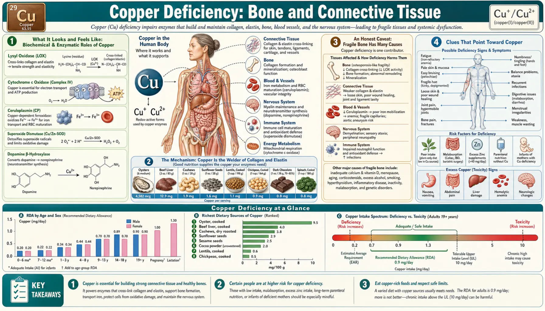 Bone and Connective Tissue — scientific infographic poster