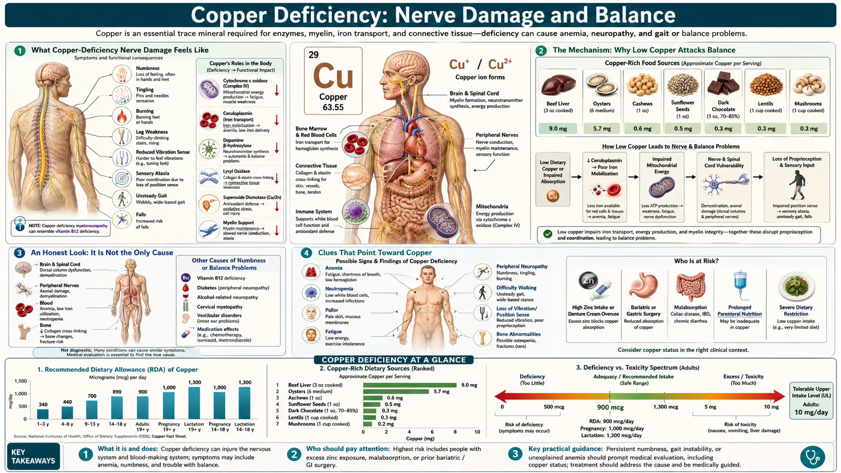 Nerve Damage and Balance — scientific infographic poster