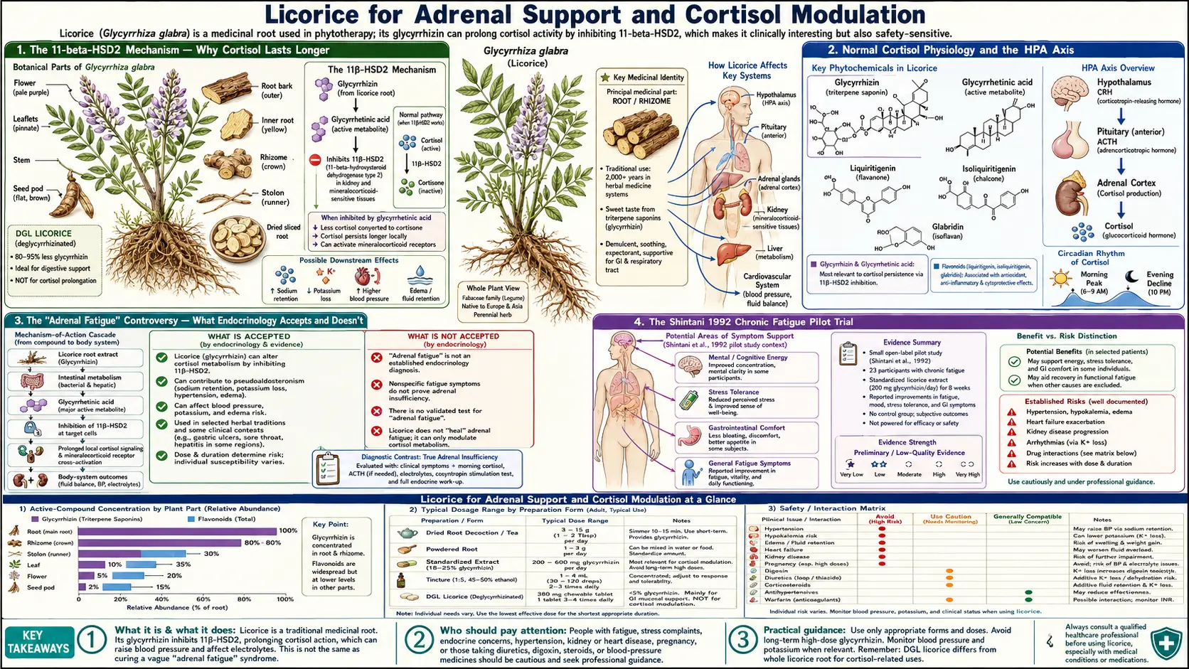 Hypothyroidism and Fatigue — scientific infographic poster