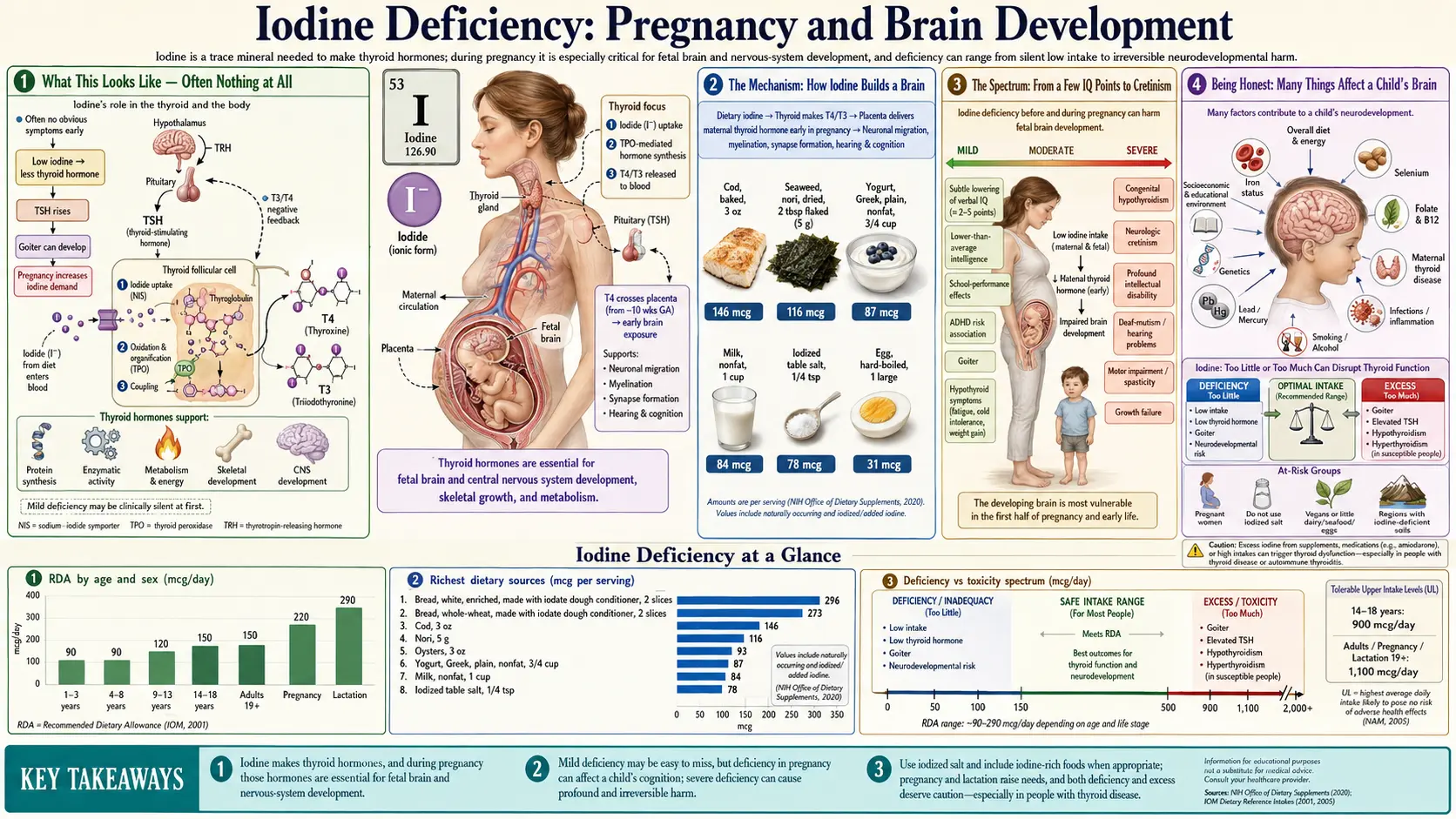 Pregnancy and Brain Development — scientific infographic poster