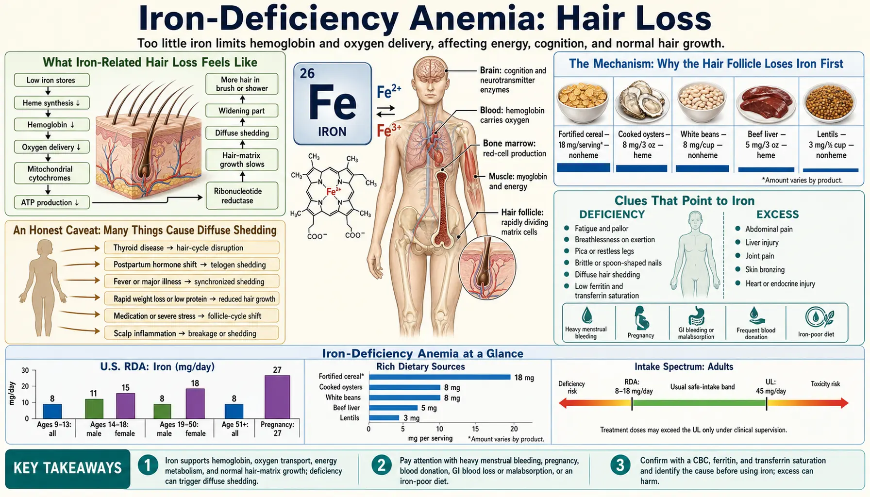 Hair Loss — scientific infographic poster