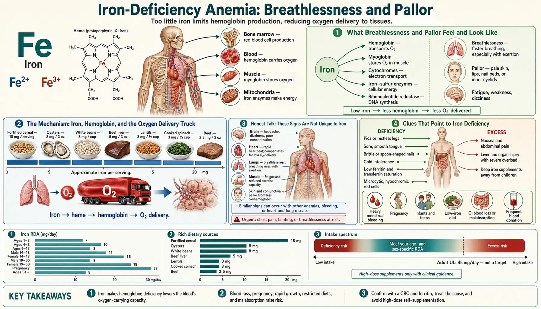 Shortness of Breath and Pallor — scientific infographic poster