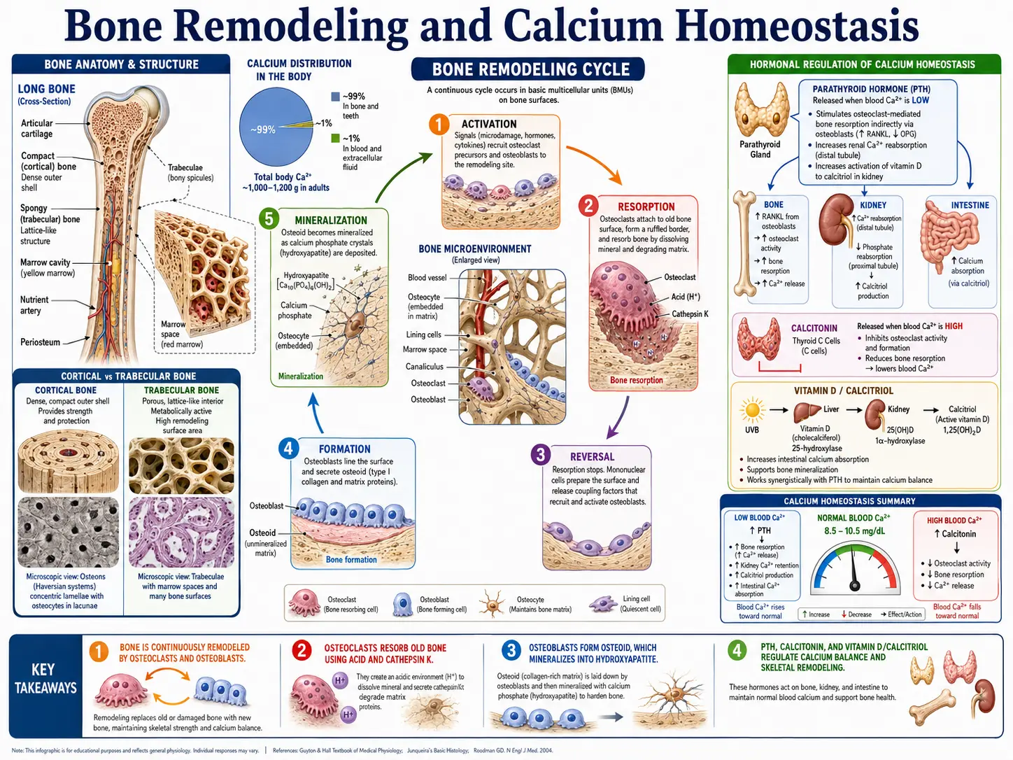 Calcium bone remodeling