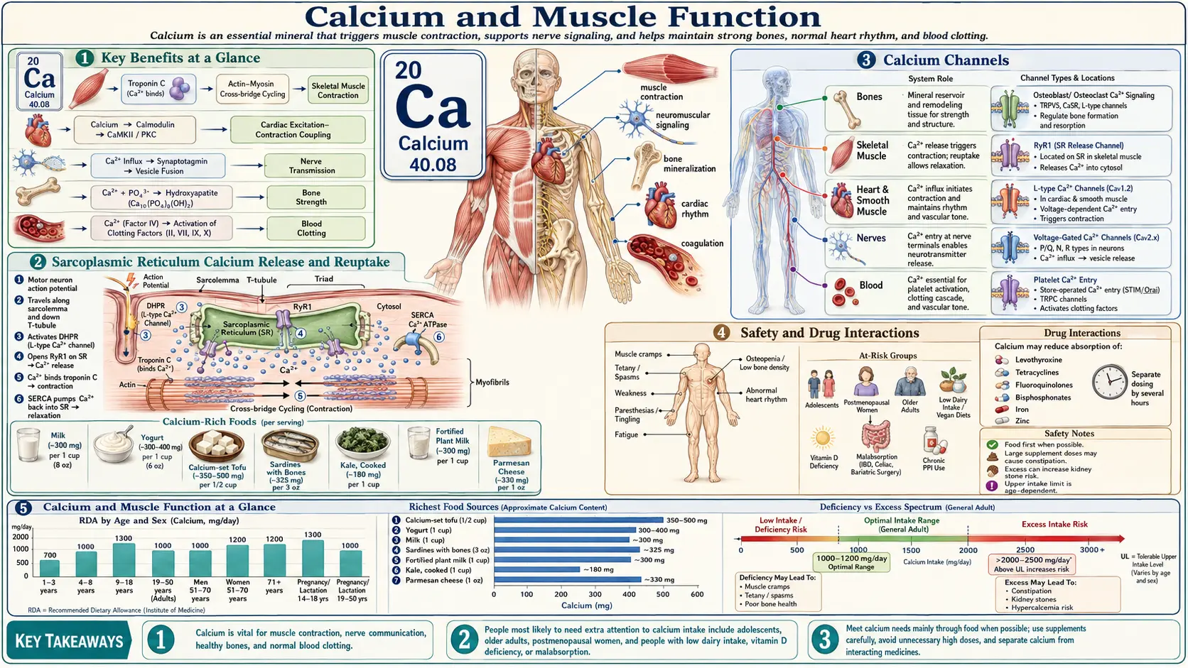 Calcium and Muscle Function — scientific infographic poster