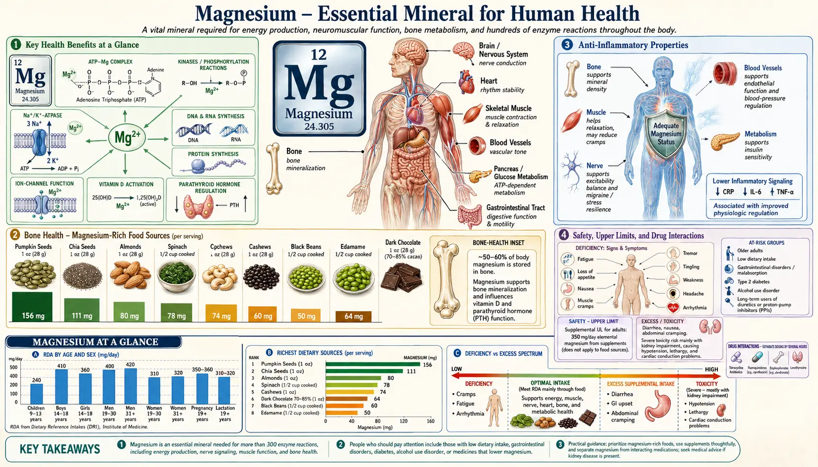 Magnesium — scientific infographic poster