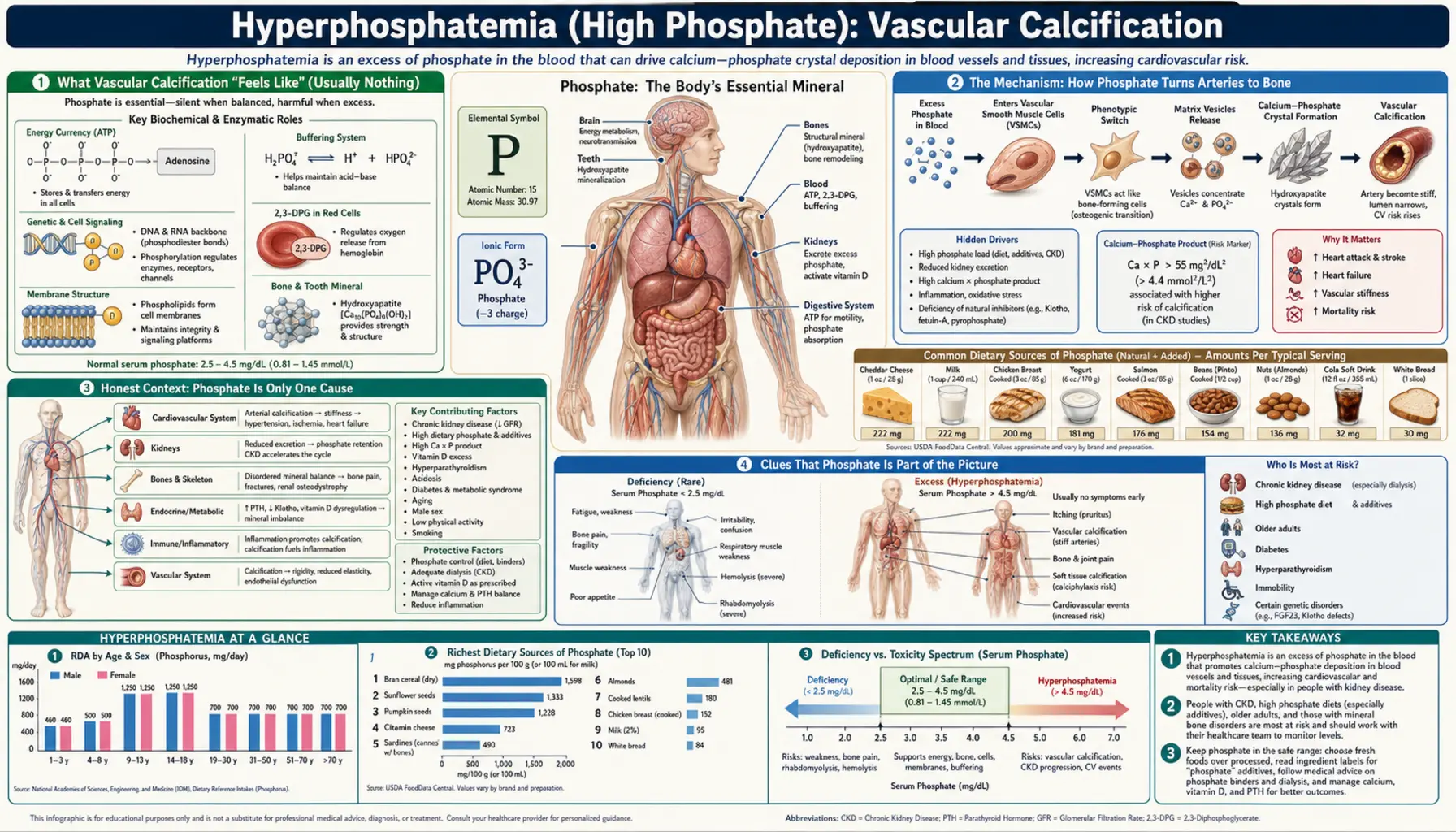 Vascular Calcification — scientific infographic poster