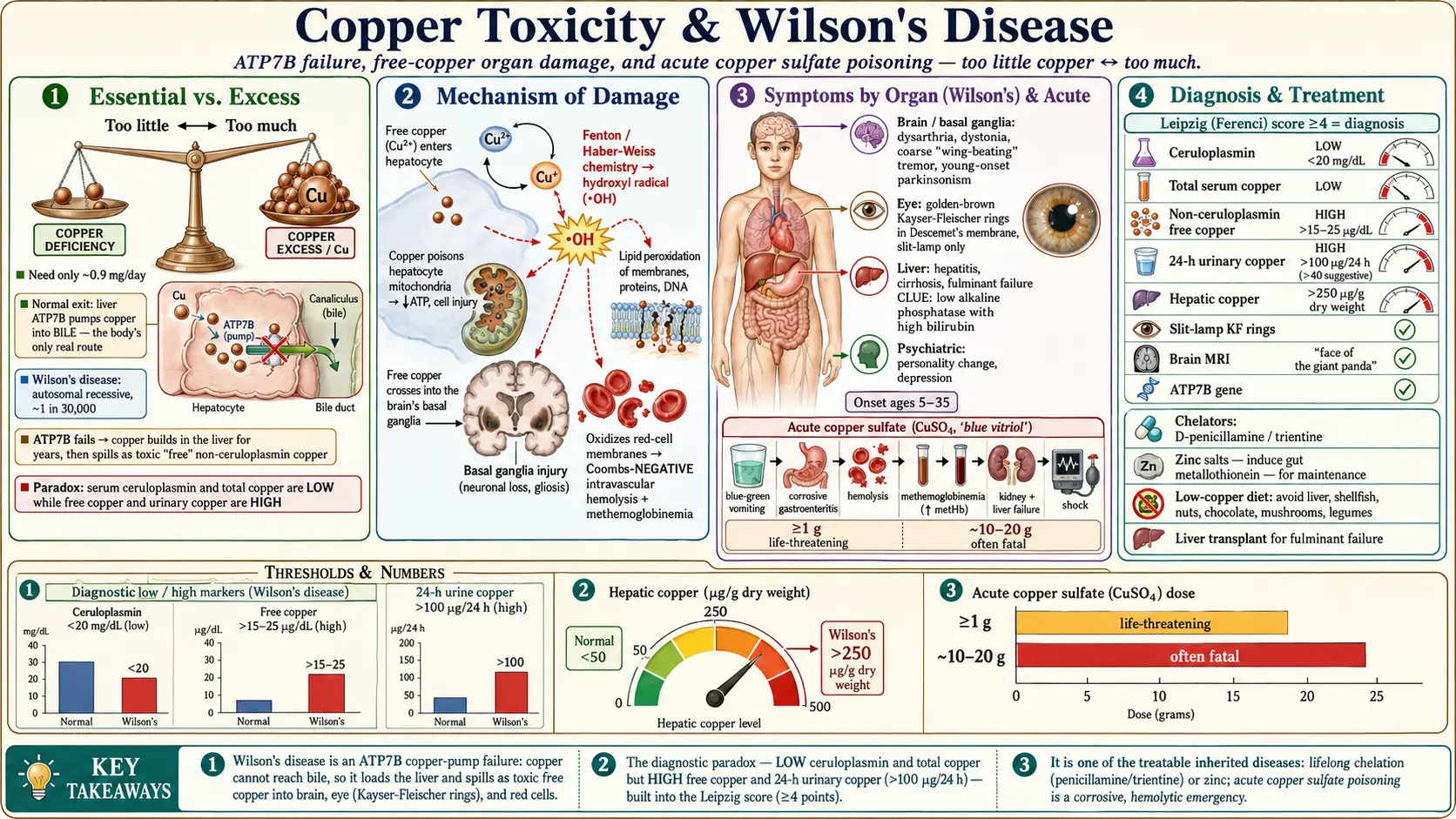 Copper Toxicity — scientific infographic poster