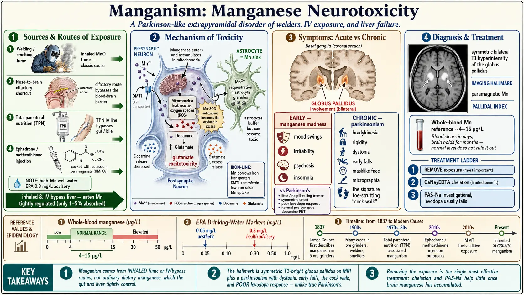 Manganism — scientific infographic poster