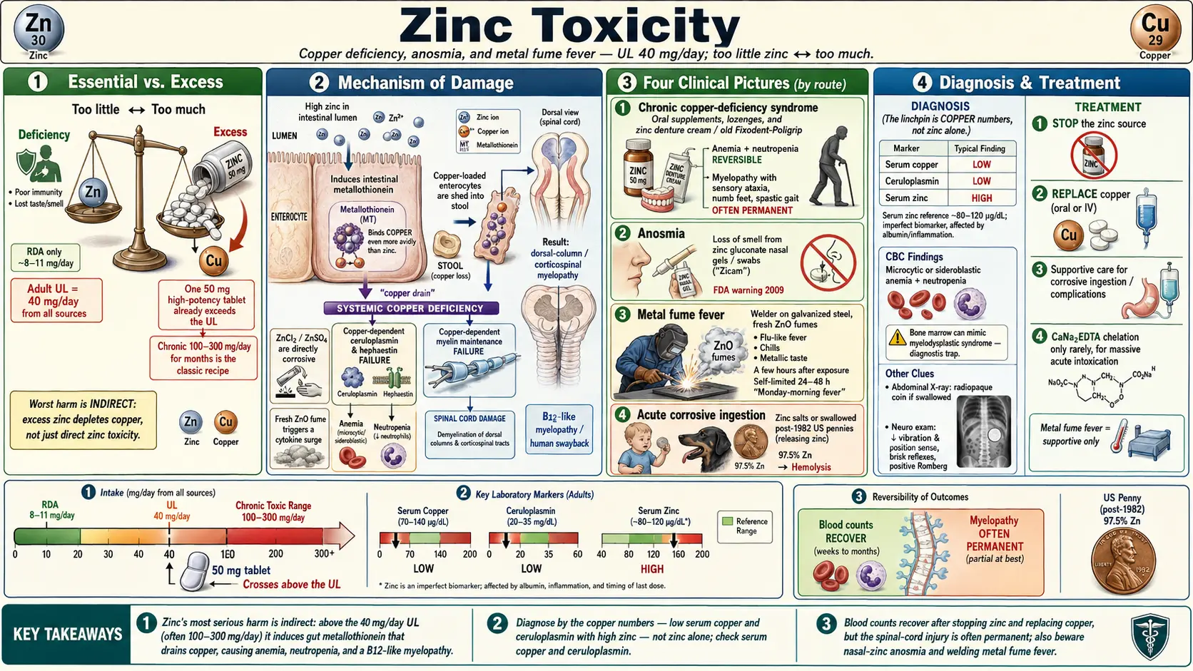 Zinc Toxicity — scientific infographic poster