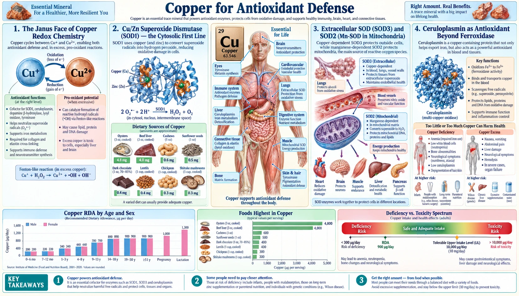 Antioxidant Defense — scientific infographic poster