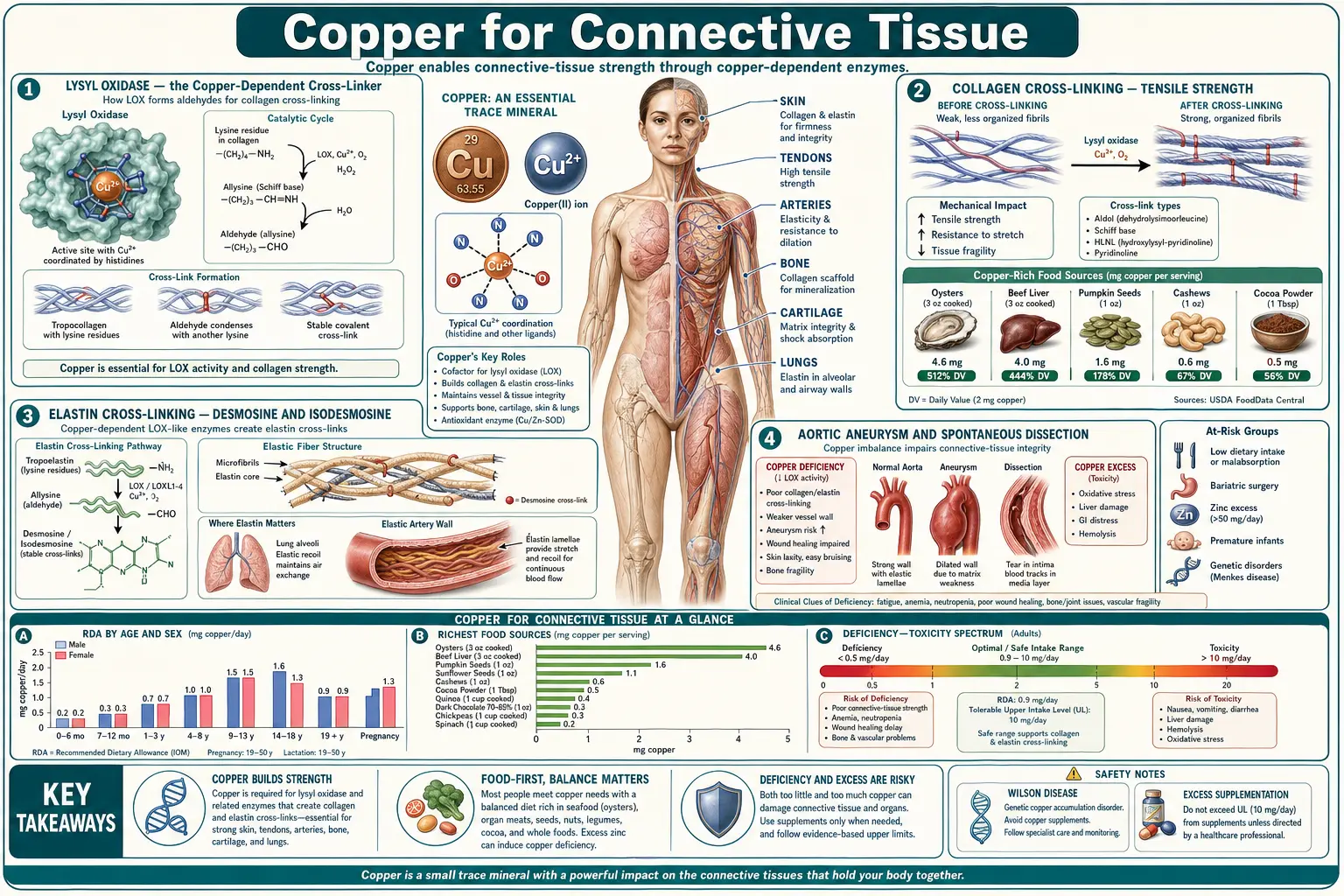 Connective Tissue — scientific infographic poster
