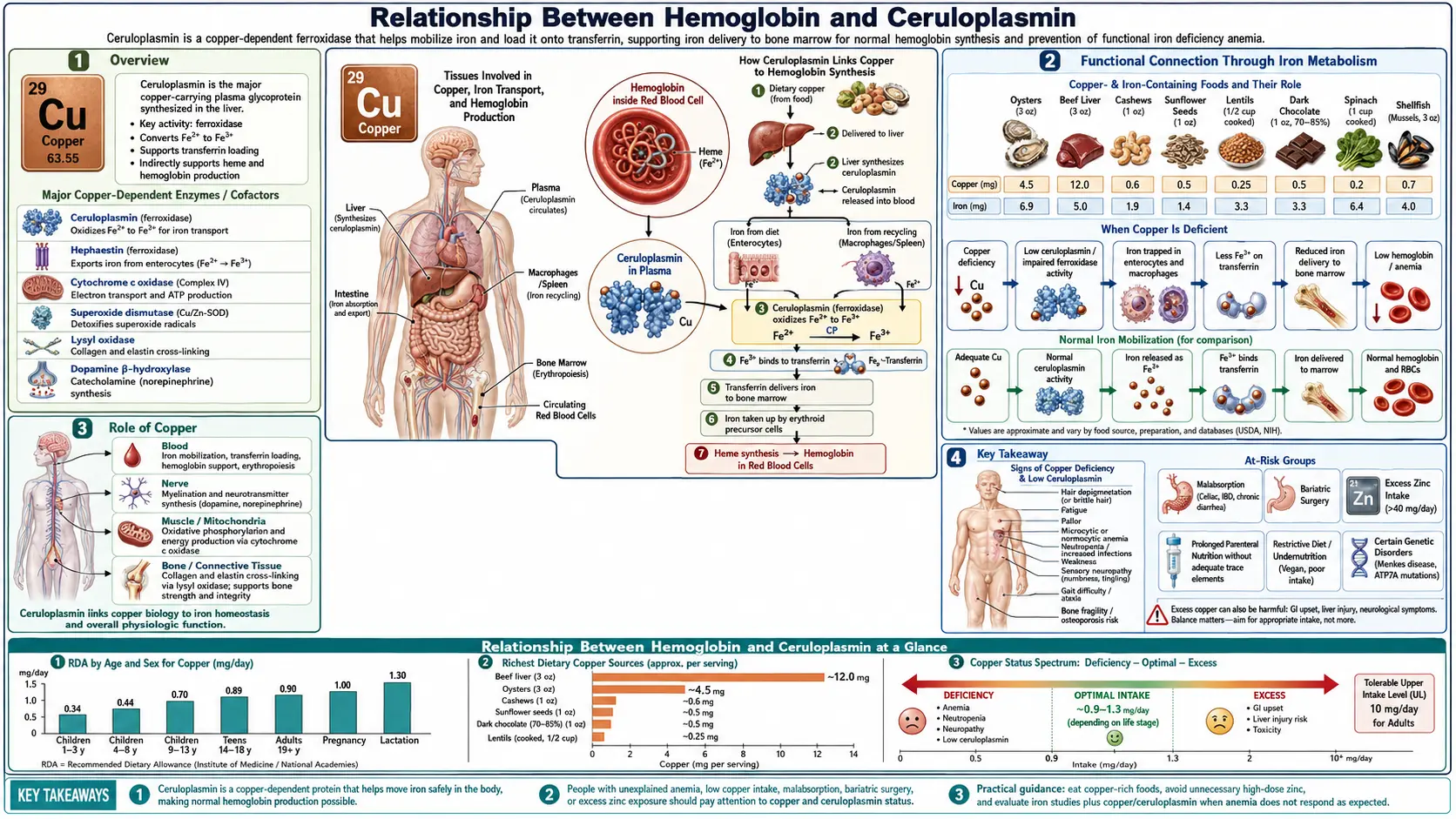 Relationship Between Hemoglobin and Ceruloplasmin — scientific infographic poster