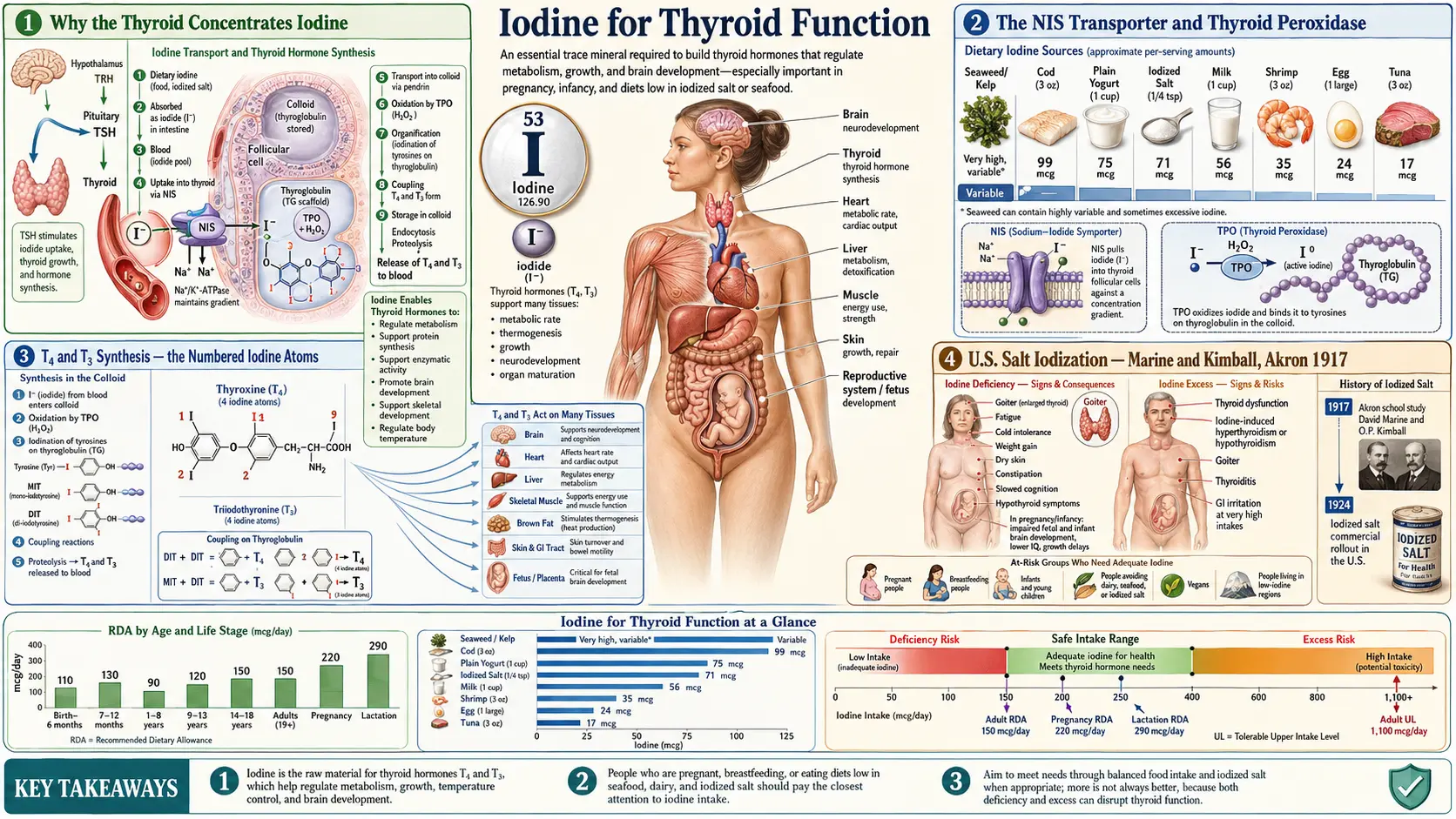 Thyroid Function — scientific infographic poster