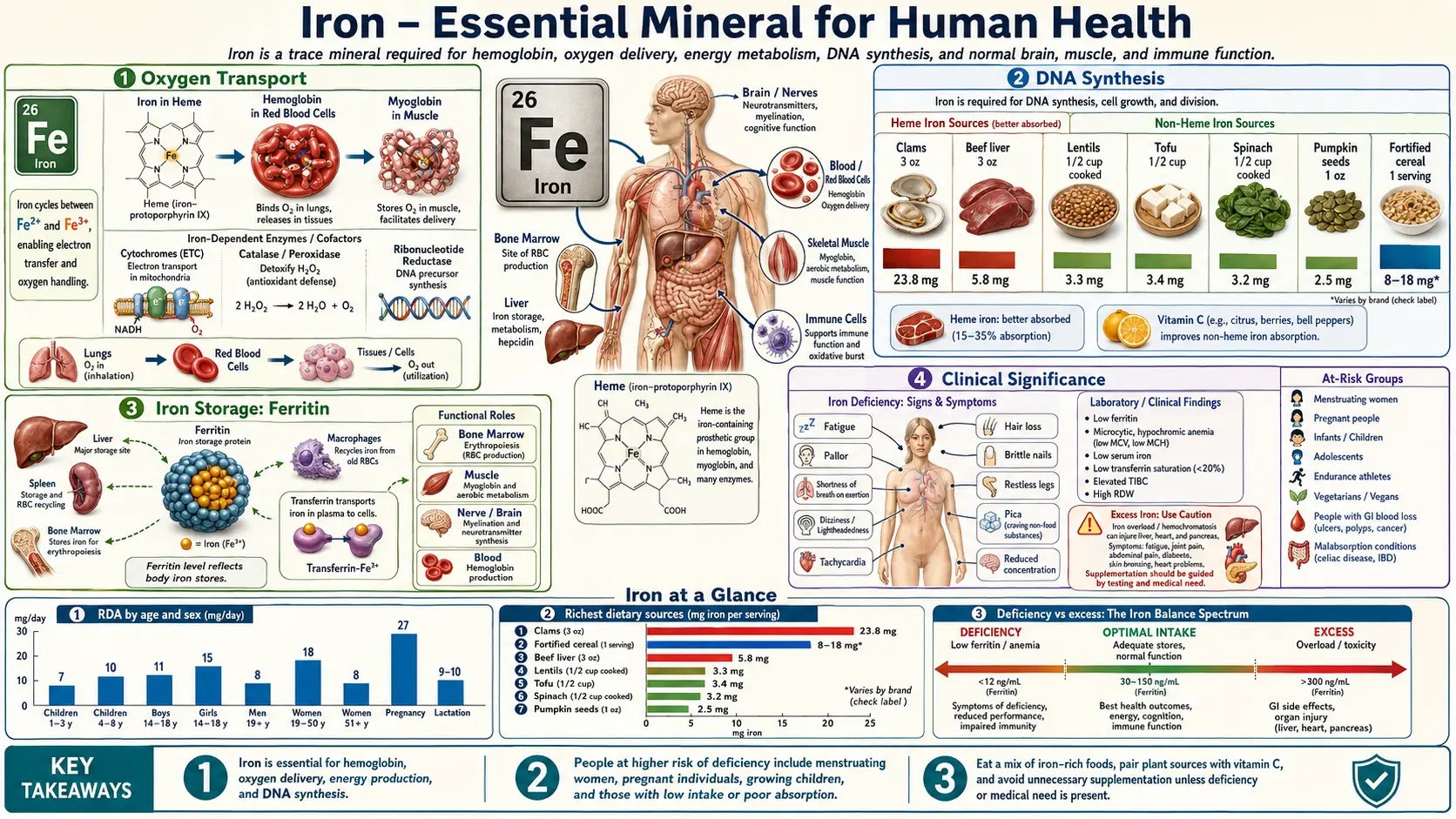 Iron — scientific infographic poster
