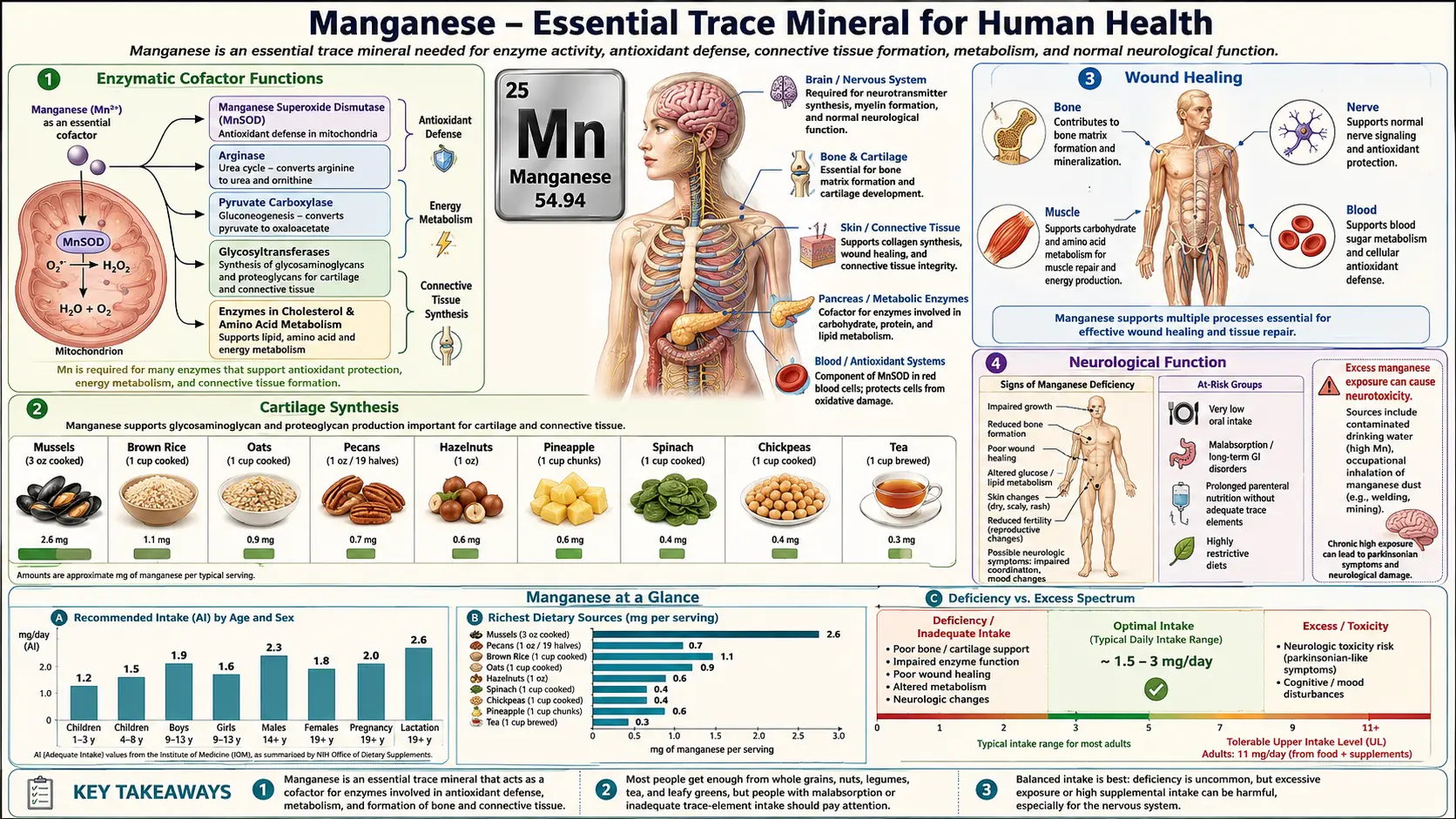 Manganese — scientific infographic poster