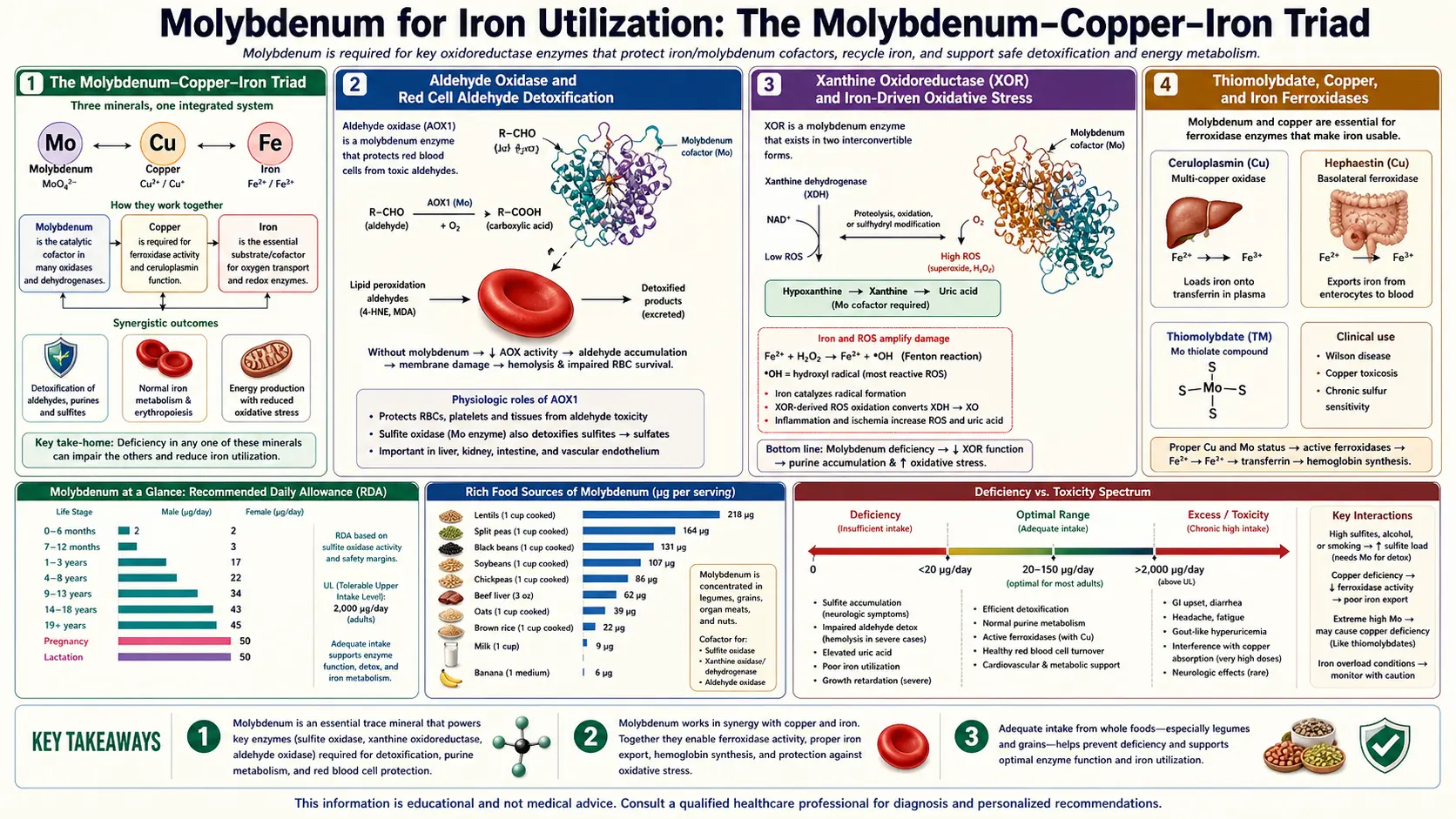 Iron Utilization — scientific infographic poster